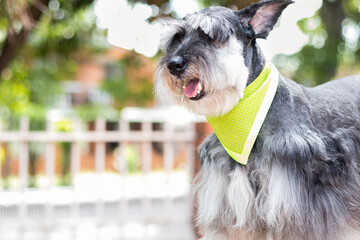 Foco Selectivo Perro de raza Schnauzer gris con un pañuelo en el jardín