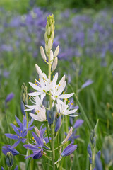 white camas