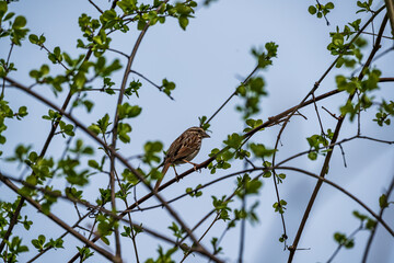 Song Sparrow bird on a branch