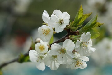 close-up of apple blossoms 
