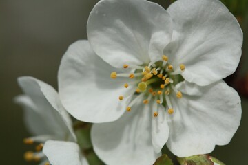 closeup of beautiful apple blossoms in spring 