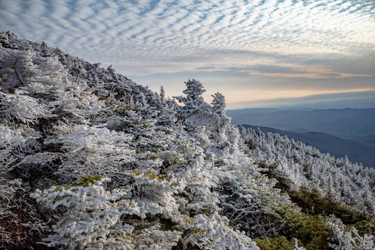 Fresh snow on the Camel's Hump trail in Vermont