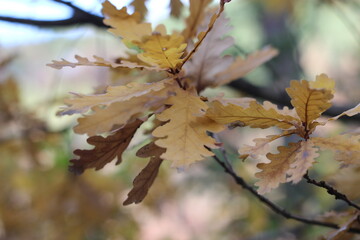Quercus Leafs