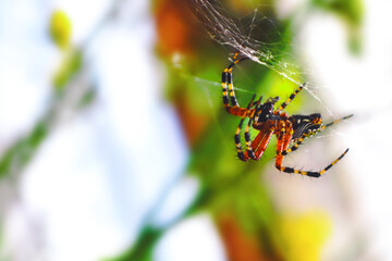 Tela de araña macro