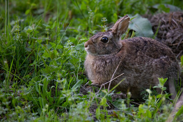 rabbit in the grass