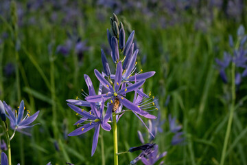 camas flower with bee