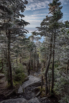 Fresh snow on the Camel's Hump trail in Vermont