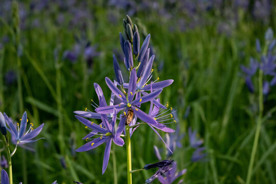camas flower with bee