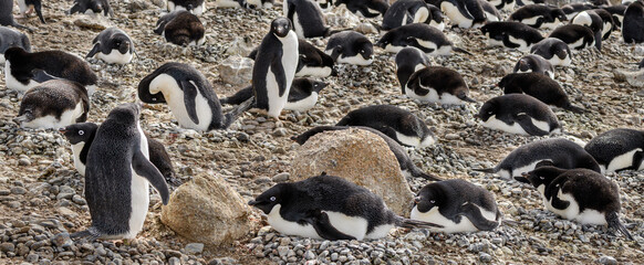 Obraz premium Penguin colony