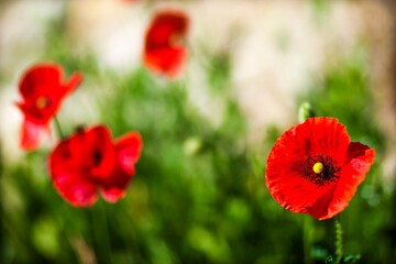 Obraz premium Coquelicots