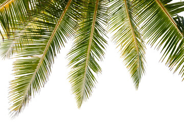 Fototapeta na wymiar Green tropical palm leaf Tropical fresh coconut palm leaves frame isolated on white background