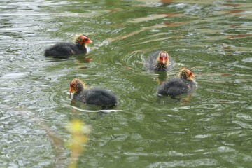 young coot ducks are swimming in the pond 