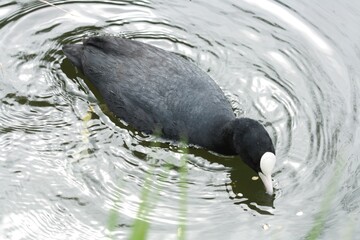 coot ducks are swimming in the pond 