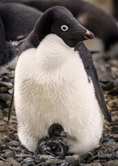 Adelie penguin with chicks