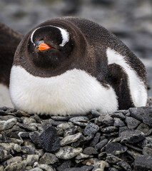 Sleeping penguin © expatphotos