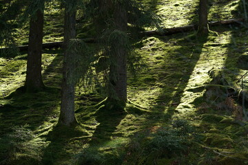 Urwald artige Wildnis Fläche mit Moosen und Flechten