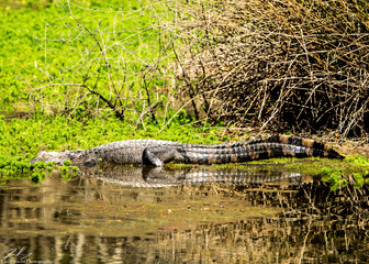 alligator