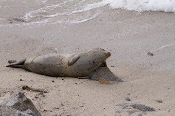 Fototapeta na wymiar Harbor seal lounges against a rock being used as a pillow. 
