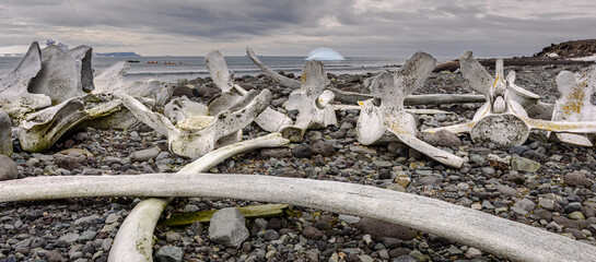 Whale bones © expatphotos