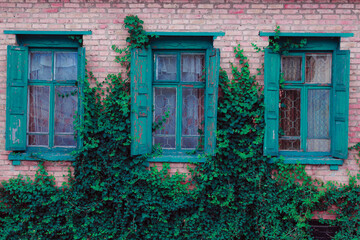 Fototapeta na wymiar Green leaves of ivy on the wall and windows of an old village house. Antique wooden shutters on the windows. Vintage country house.