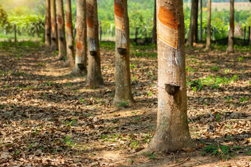 Rubber tree in garden of thailand,  rubber extraction,  It is Economic crop,