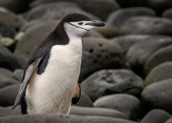 Chinstrap penguin