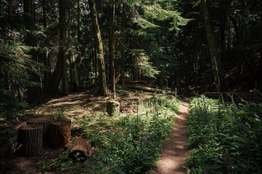 Purple foxglove wild flowers hang over a trail in Moran State Park, Orcas Island, Washington state