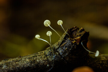 Small white mushrooms (Mycena sp.) on a stick