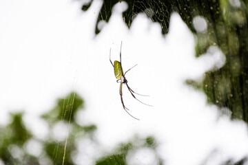 close up of a big spider in the jungle
