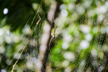 close up of a big spider in the jungle