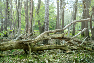 The picturesque trunk of a dry tree is broken and lies on the green grass. Bare branches of trees against a forest landscape