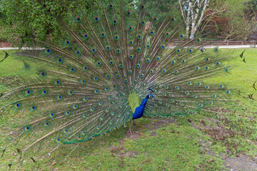 Obraz premium Blauer Pfau