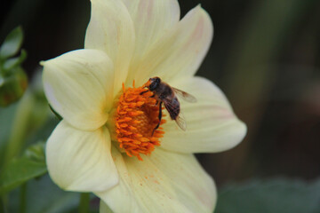 bee on flower