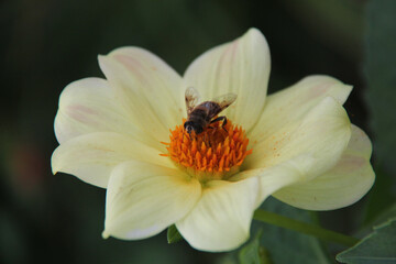 bee on a flower