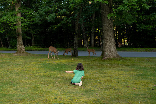 A todder girl gestures towards wild spotted deer at a state park