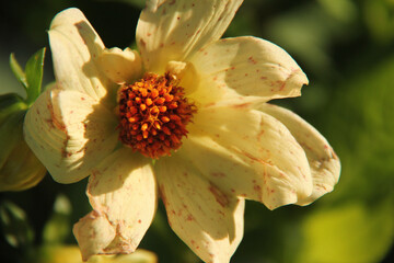 flower in the garden