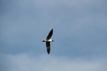 seagull in flight