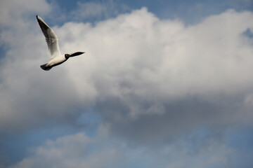 Fototapeta premium seagull in the sky