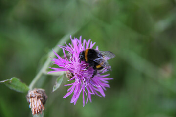 pollen collection