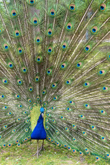 Obraz premium Blauer Pfau