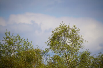 Birken Wald im Frühling mit blauem Himmel