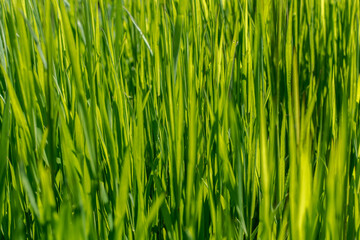 Green grass