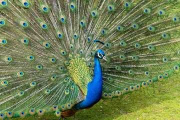 Blauer Pfau