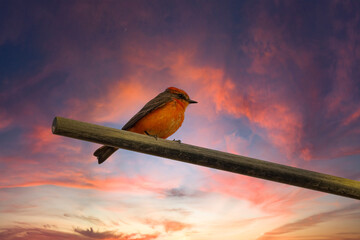 Vermillion Flycatcher