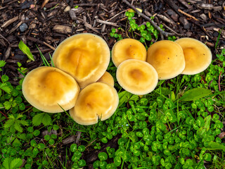 wild yellow mushrooms in the lawn in the garden in the spring