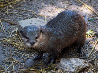Closeup shot of a river otter in zoo looking straight