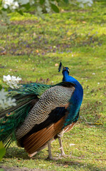 Obraz premium Blauer Pfau