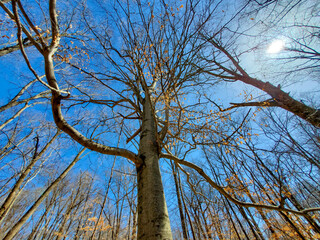 tree branches against sky