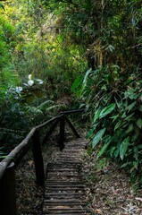 A straight section of Paraibuna river hiking trail covered by dry leaves and surrounded by fresh green vegetation in the middle of Serra do Mar estate park.