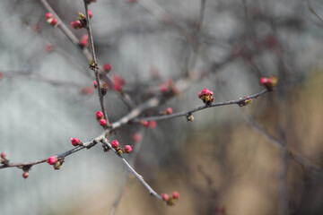 Swollen, scarlet cherry blossoms. Spring is coming, bright, beautiful, pink cherry blossoms are about to bloom.